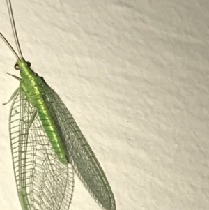 Chrysopidae (family) at Garran, ACT - 18 Feb 2021 06:54 PM