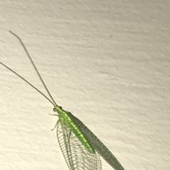 Chrysopidae (family) at Garran, ACT - 18 Feb 2021 06:54 PM