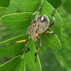 Poecilometis sp. (genus) (A Gum Tree Shield Bug) at Dunlop, ACT - 19 Feb 2021 by Christine