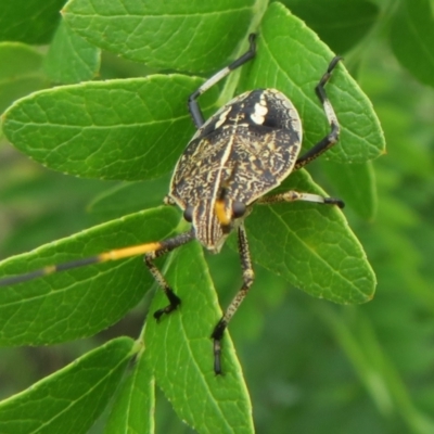 Poecilometis sp. (genus) (A Gum Tree Shield Bug) at Dunlop, ACT - 19 Feb 2021 by Christine