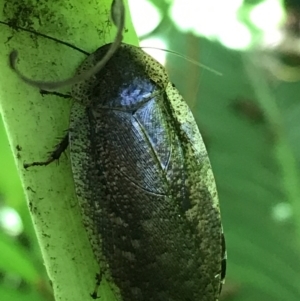 Laxta sp. (genus) at Acton, ACT - 20 Feb 2021