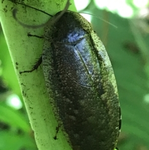 Laxta sp. (genus) at Acton, ACT - 20 Feb 2021