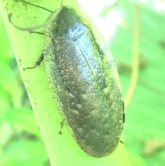 Laxta sp. (genus) at Acton, ACT - 20 Feb 2021