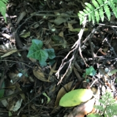 Hedera sp. (helix or hibernica) (Ivy) at Acton, ACT - 20 Feb 2021 by Tapirlord