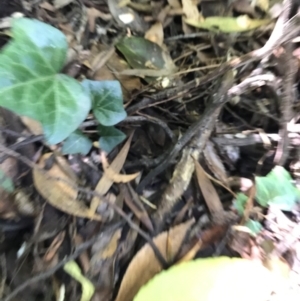 Hedera helix at Acton, ACT - 20 Feb 2021