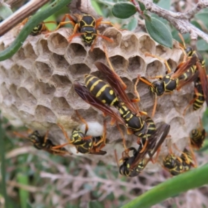 Polistes (Polistes) chinensis at Dunlop, ACT - 19 Feb 2021