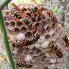 Polistes (Polistes) chinensis at Dunlop, ACT - 19 Feb 2021