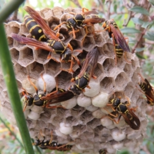 Polistes (Polistes) chinensis at Dunlop, ACT - 19 Feb 2021 01:35 PM