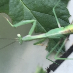 Unidentified Praying mantis (Mantodea) at Garran, ACT - 20 Feb 2021 by Tapirlord