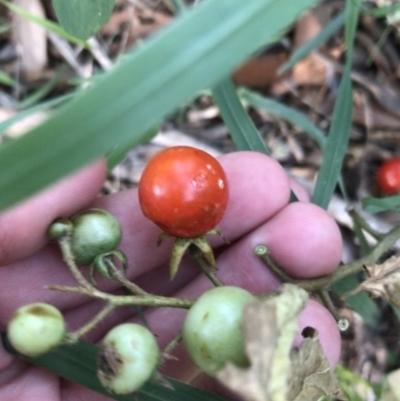 Solanum lycopersicum (Tomato) at Hughes, ACT - 20 Feb 2021 by Tapirlord