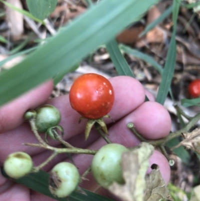 Solanum lycopersicum (Tomato) at Red Hill Nature Reserve - 20 Feb 2021 by Tapirlord