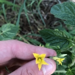 Solanum lycopersicum at Hughes, ACT - 20 Feb 2021