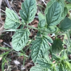 Solanum lycopersicum at Hughes, ACT - 20 Feb 2021