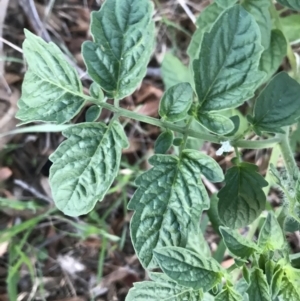 Solanum lycopersicum at Hughes, ACT - 20 Feb 2021