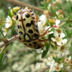 Neorrhina punctata (Spotted flower chafer) at Dunlop, ACT - 19 Feb 2021 by Christine