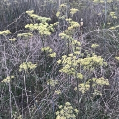 Foeniculum vulgare (Fennel) at Hughes, ACT - 20 Feb 2021 by Tapirlord