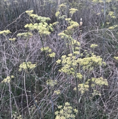 Foeniculum vulgare (Fennel) at Hughes, ACT - 20 Feb 2021 by Tapirlord