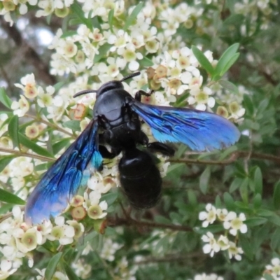 Austroscolia soror (Blue Flower Wasp) at Dunlop, ACT - 19 Feb 2021 by Christine