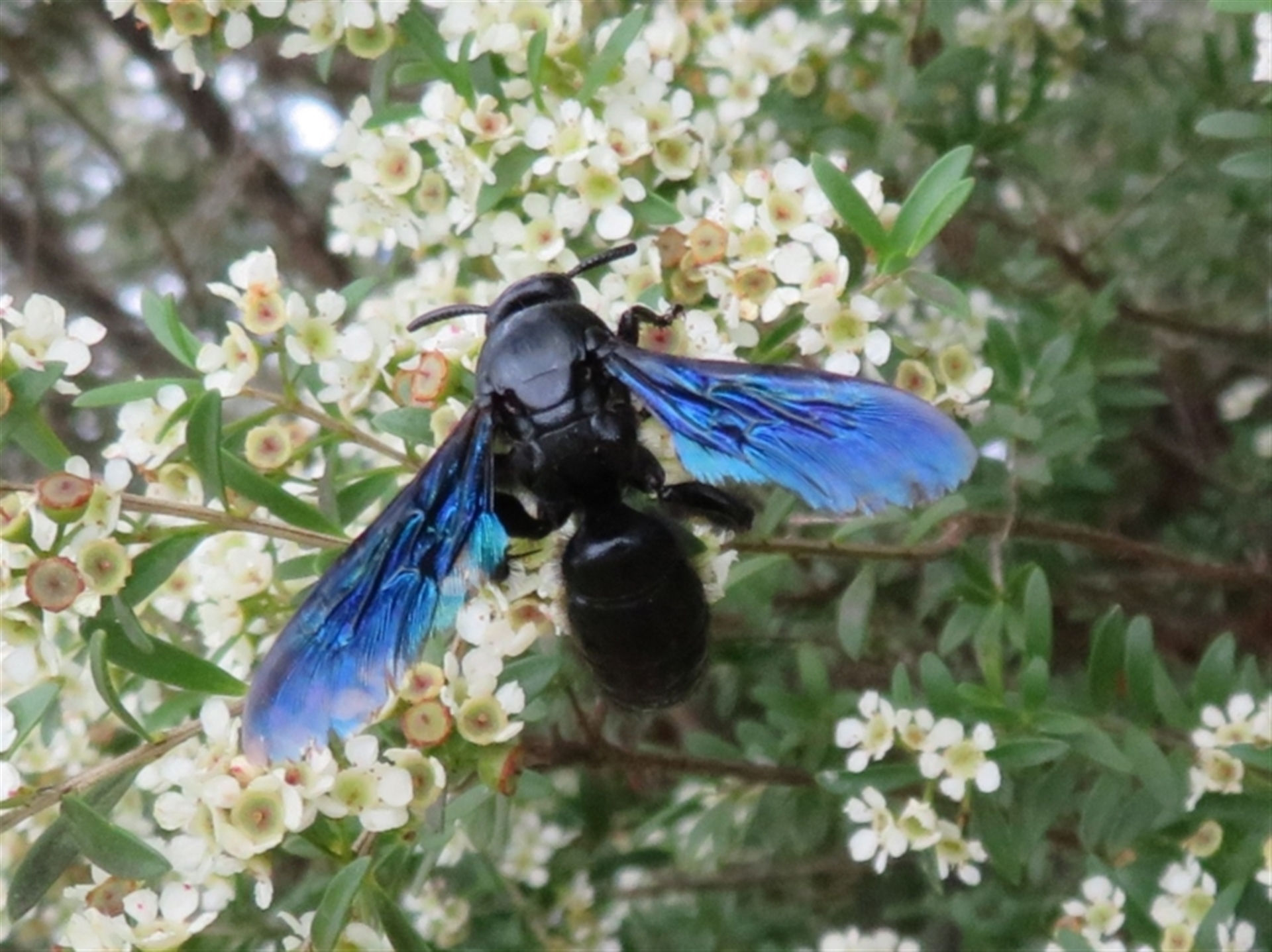 Austroscolia soror at Dunlop, ACT - Canberra Nature Map