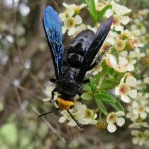 Scolia (Discolia) verticalis at Dunlop, ACT - 19 Feb 2021