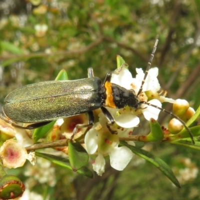 Chauliognathus lugubris (Plague Soldier Beetle) at Dunlop, ACT - 19 Feb 2021 by Christine