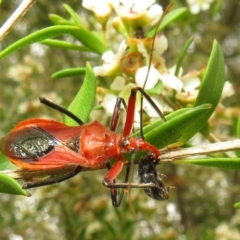 Gminatus australis (Orange assassin bug) at Dunlop, ACT - 19 Feb 2021 by Christine