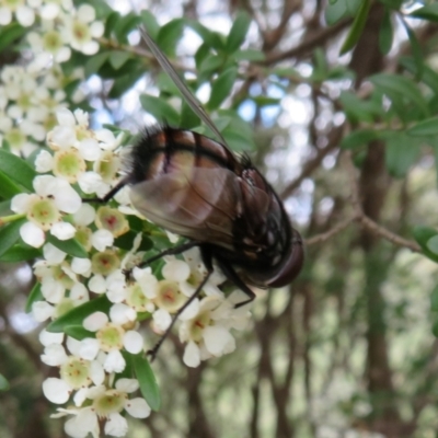 Rutilia (Grapholostylum) 'micans' at Dunlop, ACT - 19 Feb 2021 by Christine