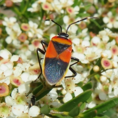 Dindymus versicolor (Harlequin Bug) at Dunlop, ACT - 19 Feb 2021 by Christine