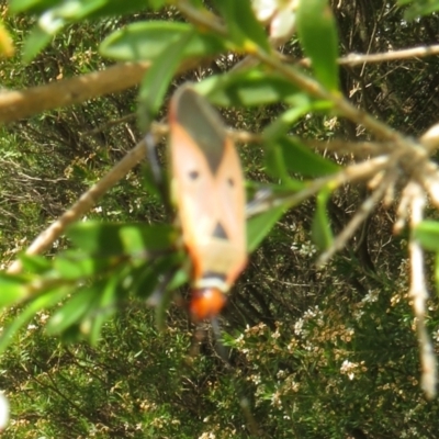 Dysdercus sidae (Pale Cotton Stainer) at Dunlop, ACT - 19 Feb 2021 by Christine