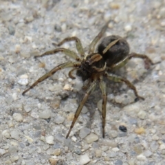 Lycosidae (family) (Unidentified wolf spider) at Dunlop, ACT - 19 Feb 2021 by Christine