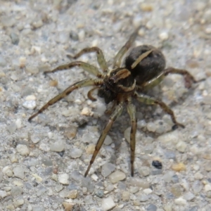 Lycosidae (family) at Dunlop, ACT - 19 Feb 2021