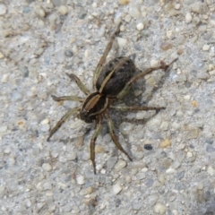 Lycosidae (family) at Dunlop, ACT - 19 Feb 2021 02:18 PM