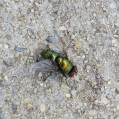 Lucilia sp. (genus) (A blowfly) at Dunlop, ACT - 19 Feb 2021 by Christine