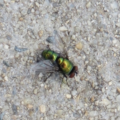 Lucilia sp. (genus) (A blowfly) at Dunlop, ACT - 19 Feb 2021 by Christine