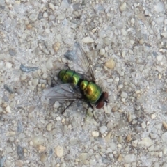 Unidentified Blow fly (Calliphoridae) (TBC) at Dunlop, ACT - 19 Feb 2021 by Christine