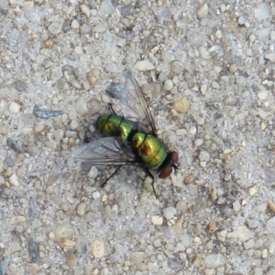 Unidentified Blow fly (Calliphoridae) at Dunlop, ACT - 19 Feb 2021 by Christine