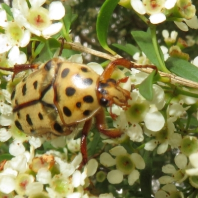 Neorrhina punctata (Spotted flower chafer) at Dunlop, ACT - 19 Feb 2021 by Christine