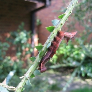 Neola semiaurata at Cook, ACT - 22 Feb 2021