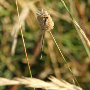 Xanthagrion erythroneurum at Throsby, ACT - 21 Feb 2021 07:38 AM