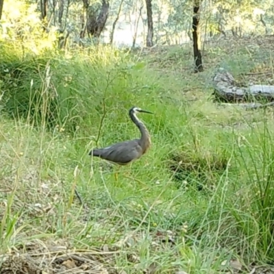 Egretta novaehollandiae (White-faced Heron) at Rugosa - 22 Feb 2021 by SenexRugosus