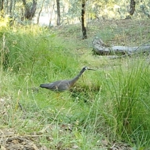 Egretta novaehollandiae at Yass River, NSW - 22 Feb 2021