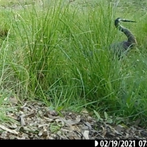 Egretta novaehollandiae at Yass River, NSW - 22 Feb 2021 01:11 PM