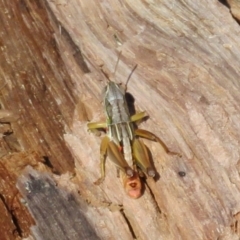 Kosciuscola cognatus (A grasshopper) at Brindabella, ACT - 20 Feb 2021 by Christine