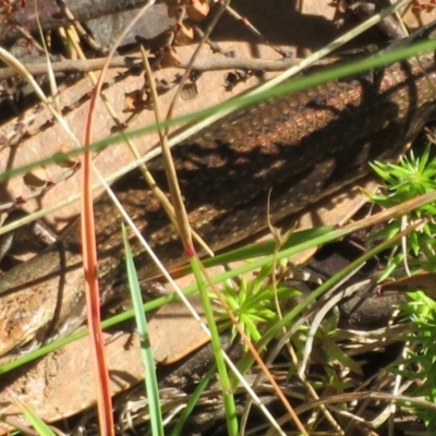 Pseudemoia entrecasteauxii (Woodland Tussock-skink) at Namadgi National Park - 20 Feb 2021 by Christine