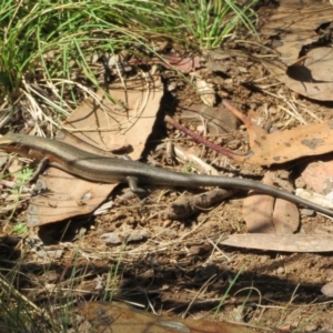 Pseudemoia entrecasteauxii at Cotter River, ACT - 20 Feb 2021