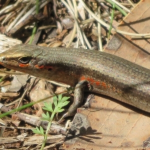 Pseudemoia entrecasteauxii at Cotter River, ACT - 20 Feb 2021