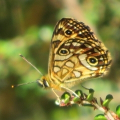 Oreixenica lathoniella (Silver Xenica) at Cotter River, ACT - 20 Feb 2021 by Christine