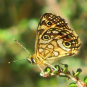 Oreixenica lathoniella at Cotter River, ACT - 20 Feb 2021