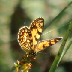 Oreixenica lathoniella at Cotter River, ACT - 20 Feb 2021