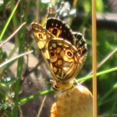 Oreixenica lathoniella at Cotter River, ACT - 20 Feb 2021